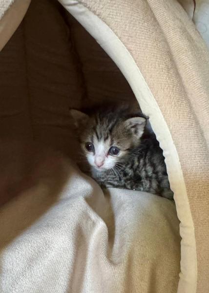 Europäische Hauskatze